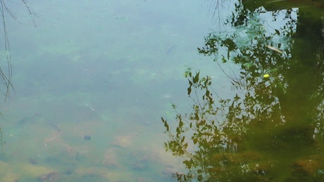 湖中原木上的乌龟家族