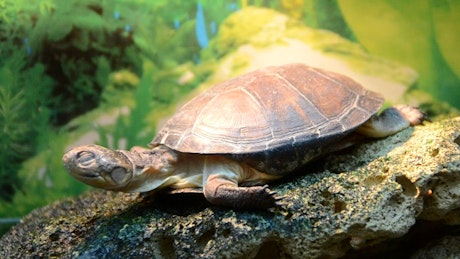 Turtle resting on a rock