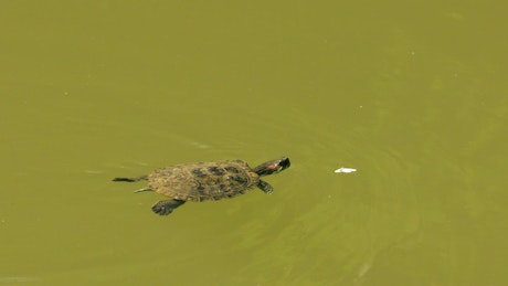 Turtle swimming in a pond of greenish water.