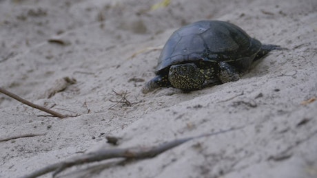 Turtle walking on the beach slowly