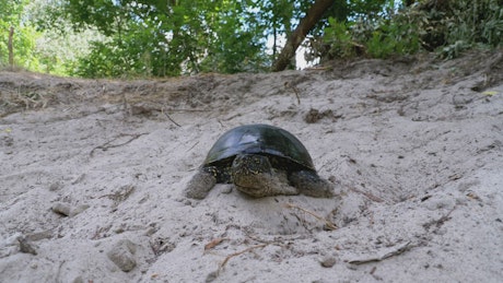 Turtle walks on the sand of a beach.