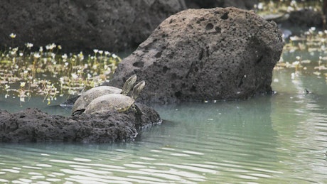 Turtles dive into the pond