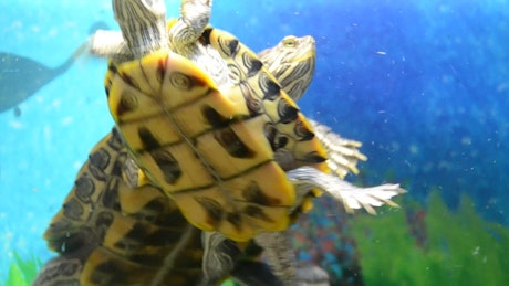 Turtles in a pet shop tank