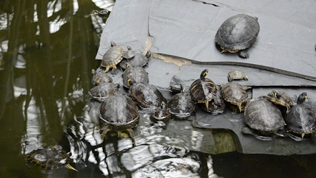 Turtles in a Zoo pond