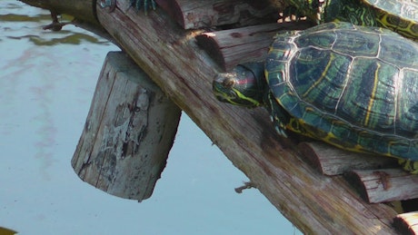 Turtles on a little wooden bridge.