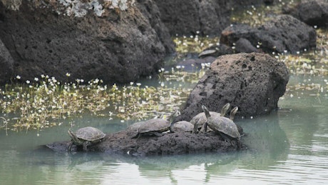 Turtles standing on a rock