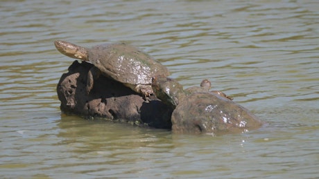 Turtles sunbathing on a rock in a river