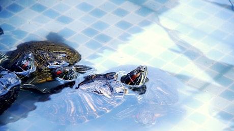 海龟在浴缸里游泳，近景