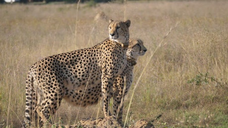Two cheetahs stand together and look around.