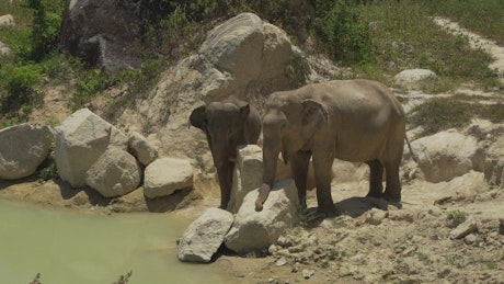 Two elephants on the banks of a river.