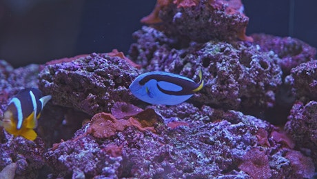 Two fish swimming around coral in an aquarium.