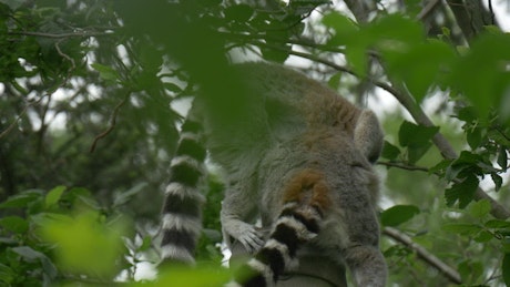 Two lemurs above the trees in nature.