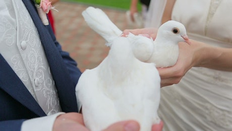 Two white doves at a wedding.