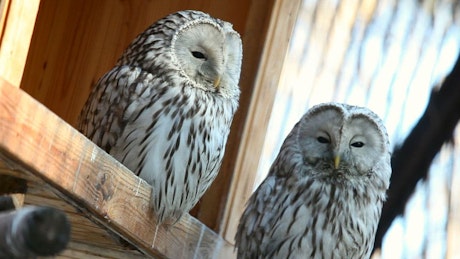 Two white owls staring.