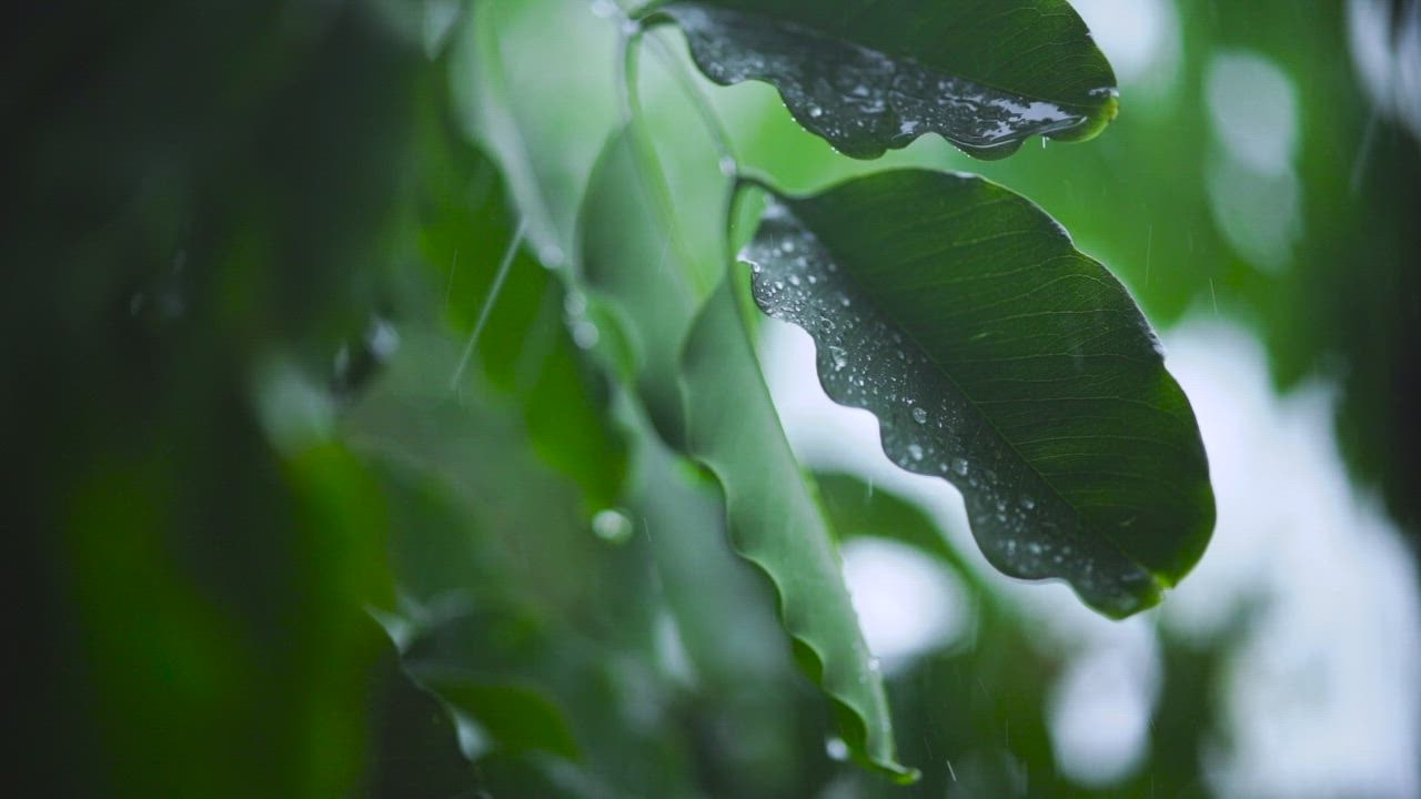 Very clo LIVEDRAW se shot of the leaves of a tree wet with rain