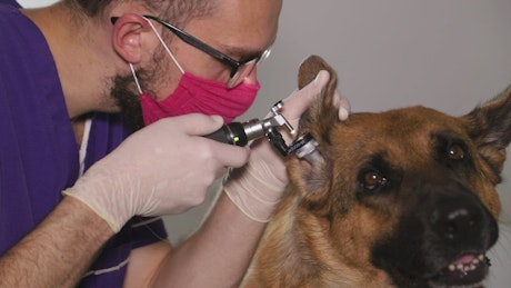 Veterinarian examines German shepherd's ears.