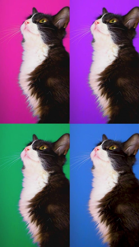 Video of a cat played four times with different colored backgrounds.
