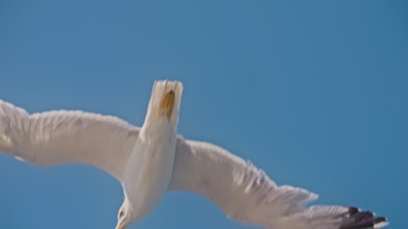 仰望海鸥在天空中滑翔的景色