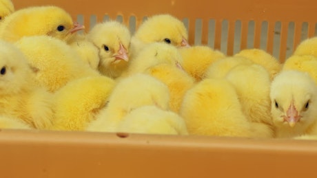 View of the heads of baby chicks in a basket.