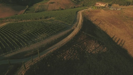 Vineyard lines