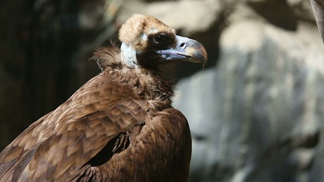 Vulture in the wild