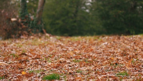 Walking across autumn leaves in a park.