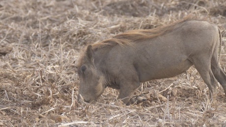 Warthog digging for food