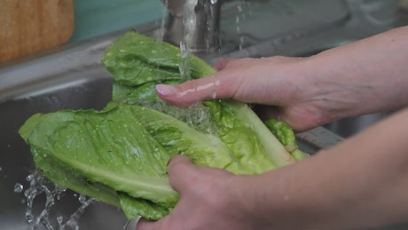Washing a lettuce in the kitchen.