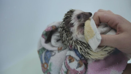 Washing a pet Hedgehog.