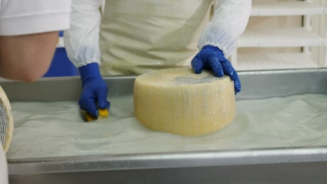 Washing and scrubbing cheese in a factory.