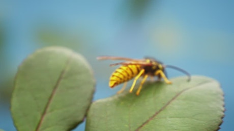 Wasp cleans its antenna.