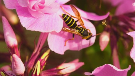 Wasp standin on a pink petal.
