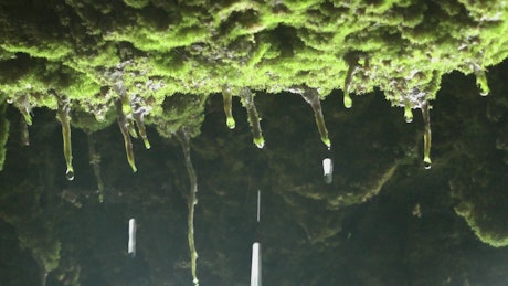 Water drops falling on a cave, close up
