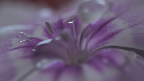 Water drops on a flower detail view