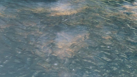 Water flowing in a river