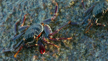 Waves crashing on a rock with crabs.