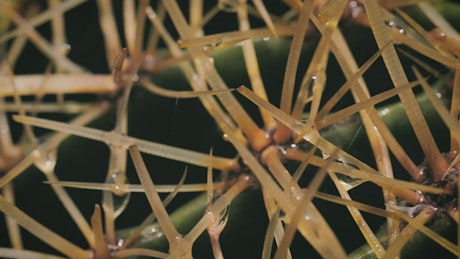 Wet cactus, macro close up