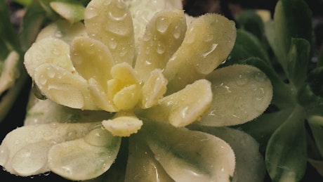 Wet white succulent, close up