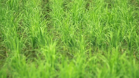 Wetlands full of grass