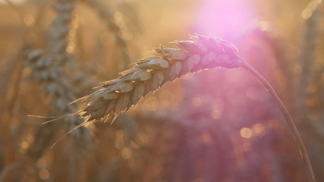 Wheat crop close up.
