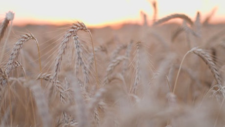 Wheat crops close up.