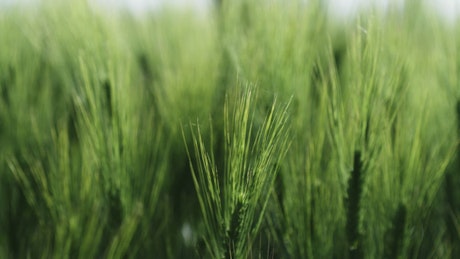 Wheat crops in a field