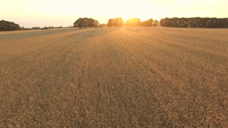 Wheat field at sunrise.
