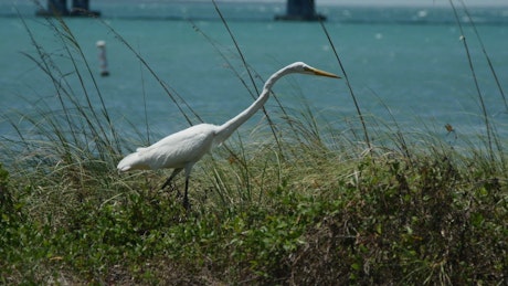 White bird near the seashore.