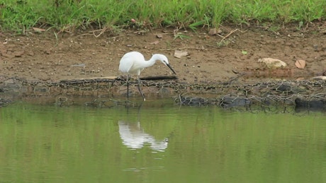 White bird walking along the lake.