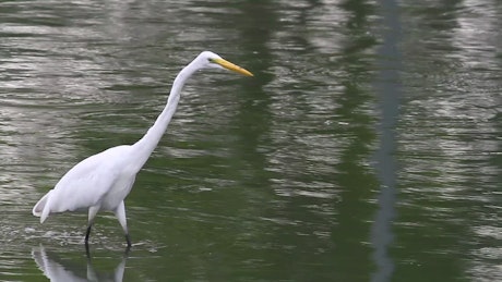 White bird walking through a lake.