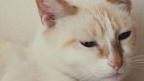 99,506 Cat Videos, Royalty-free Stock Cat Footage