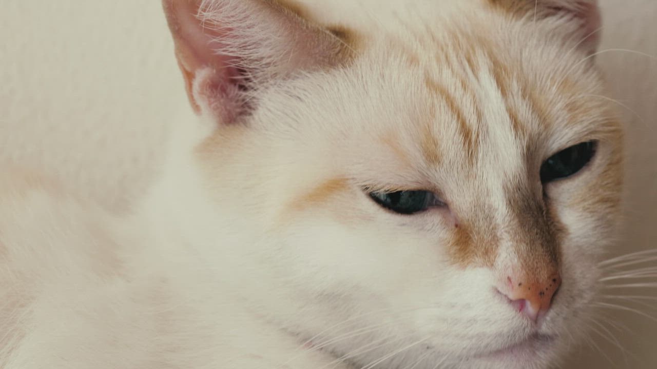 ⁣White, blue- 888slot eyed cat