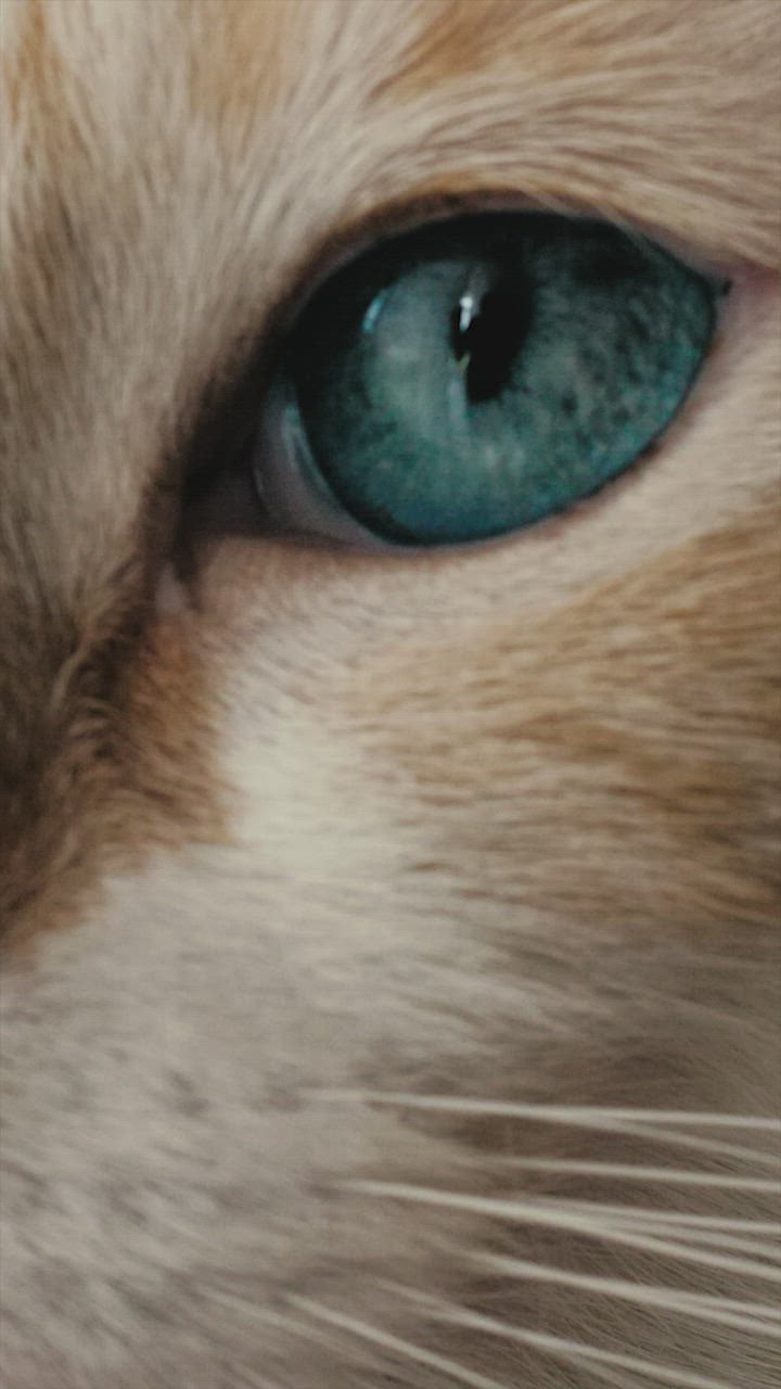 Sedikit pun LIVEDRAW e kucing dengan mata biru