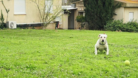 White dog catching a tennis ball.